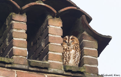 Tawny Owl - Bosuil