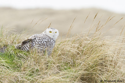 Snowy Owl - Sneeuwuil