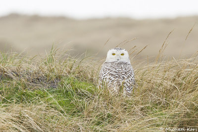 Snowy Owl - Sneeuwuil
