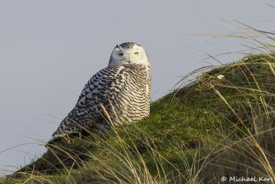 Snowy Owl - Sneeuwuil