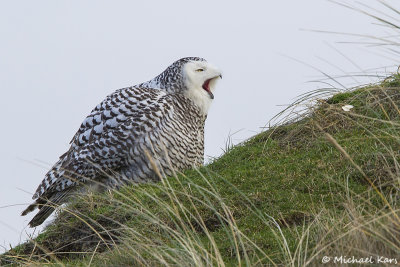 Snowy Owl - Sneeuwuil