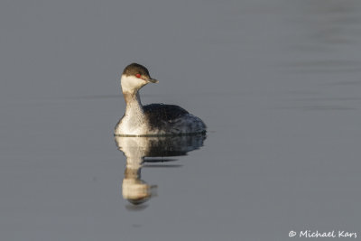 Horned Grebe - Kuifduiker - Podiceps auritus