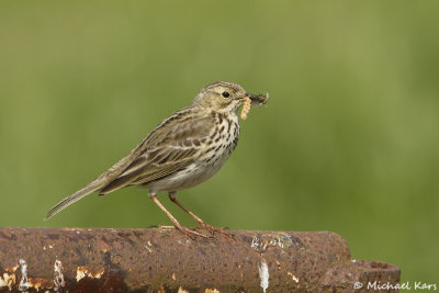 Meadow Pipit - Graspieper
