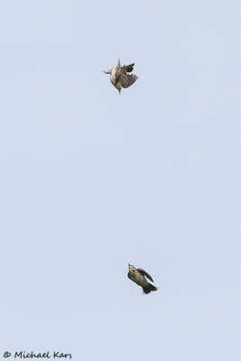 Meadow Pipit - Graspieper