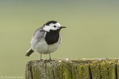Pied Wagtail - Witte Kwikstaart 