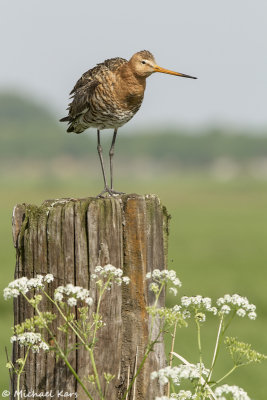Black-tailed Godwit - Grutto