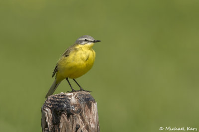 Yellow Wagtail - Gele Kwikstaart