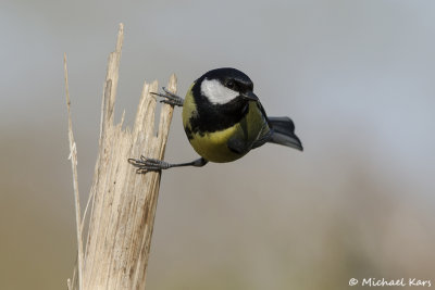 Great Tit - Koolmees