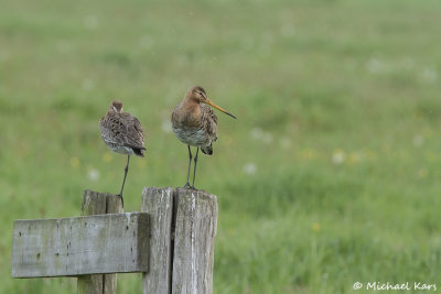 Black-tailed Godwit - Grutto