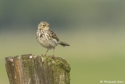 Meadow Pipit - Graspieper