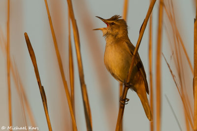 Great Reed Warbler - Grote Karekiet