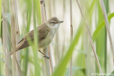 Great Reed Warbler - Grote Karekiet