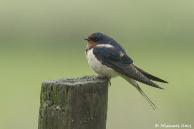 Barnswallow - Boerenzwaluw