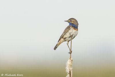 Bluethroat - Blauwborst 