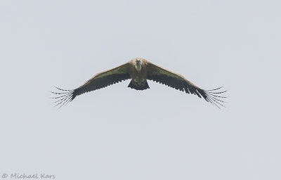 Griffon Vulture - Vale Gier