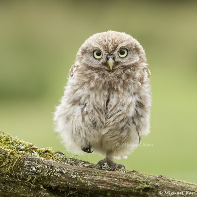 Little Owl - Steenuil