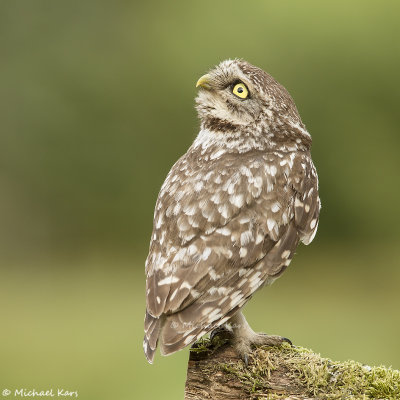 Little Owl - Steenuil