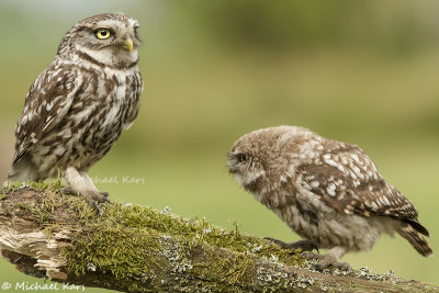 Little Owl - Steenuil 