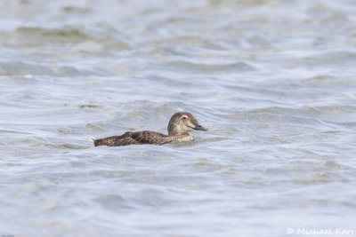 King Eider - Koningseider