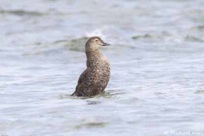 King Eider - Koningeider - Somateria spectabilis