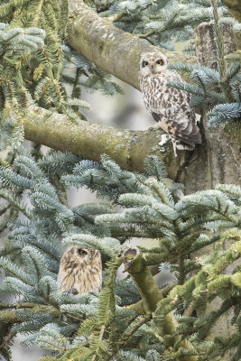Short-eared Owl - Velduil