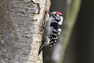 Lesser Spotted Woodpecker - Kleine Bonte Specht