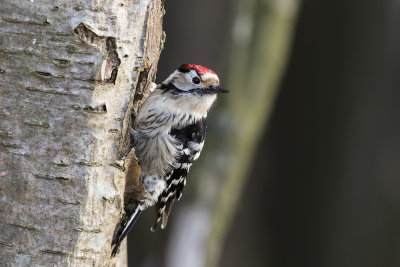 kleine bonte specht - lesser spotted woodpecker