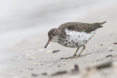 Spotted Sandpiper  - Amerikaanse Oeverloper