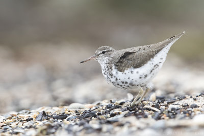 Spotted Sandpiper  - Amerikaanse Oeverloper