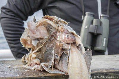 Chum