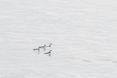 Razorbill - Alk