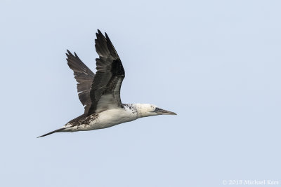 Gannet - Jan van Gent