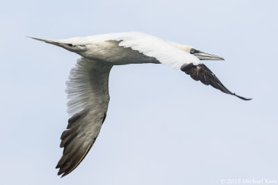 Gannet - Jan van Gent