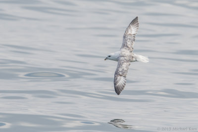 Fulmar - Noordse Stormvogel