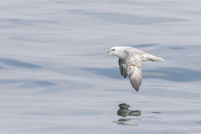 Fulmar - Noordse Stormvogel