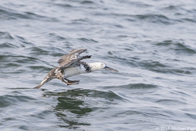 Gannet - Jan van Gent