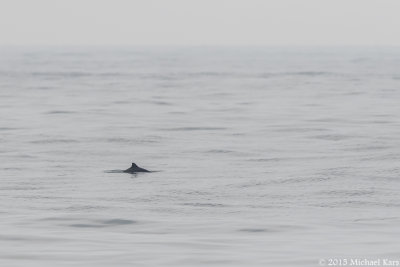 Harbour Porpoise - Bruinvis