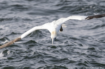 Gannet - Jan van Gent
