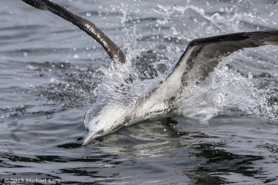 Gannet - Jan van Gent