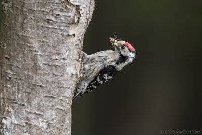 Lesser Spotted Woodpecker - Kleine Bonte Specht