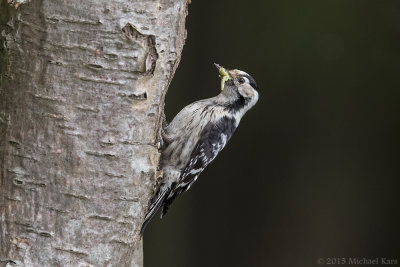 Lesser Spotted Woodpecker - Kleine Bonte Specht