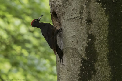 Black Woodpecker - Zwarte Specht