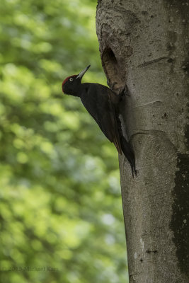 Black Woodpecker - Zwarte Specht