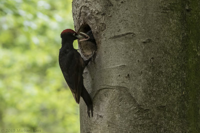 Black Woodpecker - Zwarte Specht - Dryocopus martius