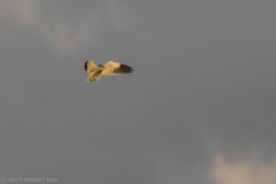 grijze wouw - black-shouldered kite