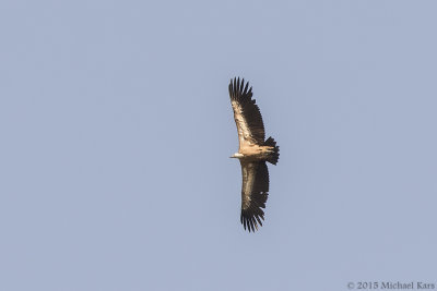 Griffon Vulture - Vale Gier