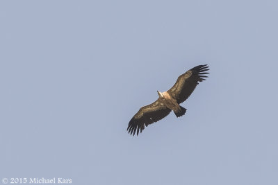 Griffon Vulture - Vale Gier