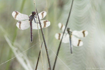 Banded Darter - Bandheidelibel