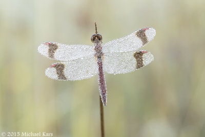 Banded Darter - Bandheidelibel - Sympetrum pedemontanum