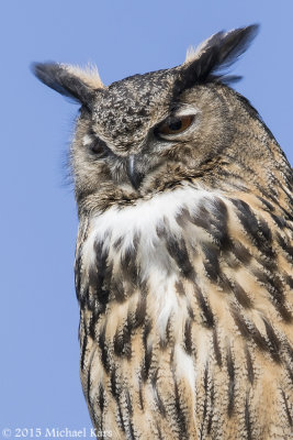 Eagle Owl - Oehoe - Bubo bubo
